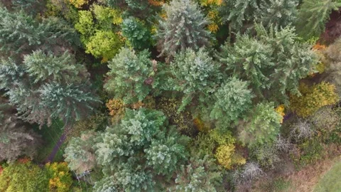 Top-Down Drone View of Autumn Trees in Full Colour Stock Footage 320137877