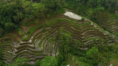 Top Down Drone View Bali Tegalalang Fields Stockbeeldmateriaal 345699321