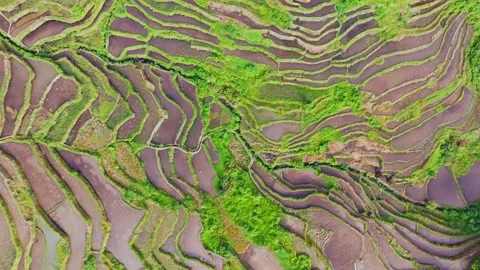 Top Down Drone View Of Batad Rice Terraces Patterns With Flowing Water Lines Stock Footage 333120706