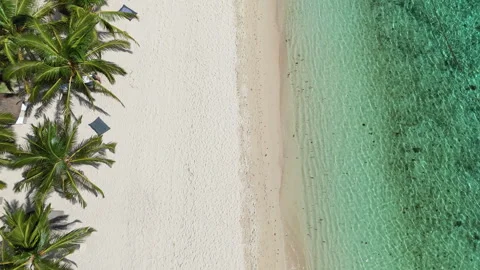 Top-down drone view of beach, palm trees, and crystal-clear water Stock Footage 314507541