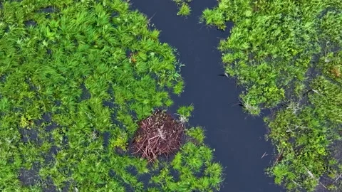 Top down drone view of Beaver Den in wet marshland Stock Footage 346744288