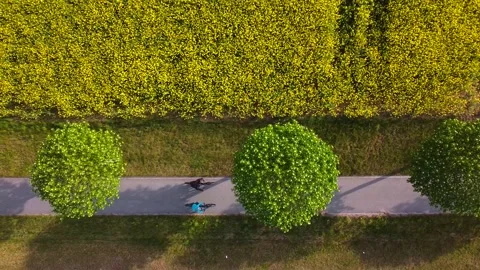 Top down drone view of a bicycle lane with trees and cyclists riding trough Stock-Footage 132361048