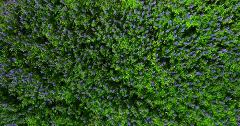 Top Down Drone View of Blooming Purple Lupine Flower Field Iceland Stock-Footage 334418875