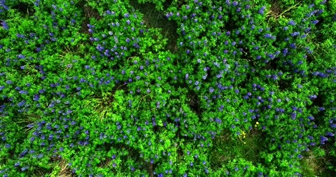 Top Down Drone View of Blooming Purple Lupine Flower Field Iceland Stock-Footage 334418882