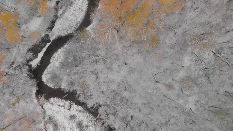 Top down drone view of a bright orange colored autumn forest after a snowfall Stock Footage 117566153
