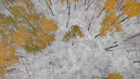 Top down drone view of a bright orange colored autumn forest after a snowfall Stock Footage 117566291