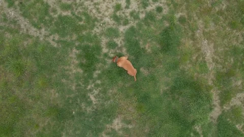 Top Down Drone View of Brown Cow Grazing in Green Field Stock Footage 341763003
