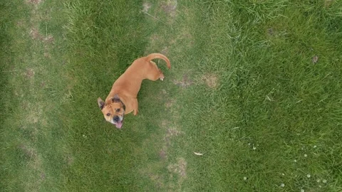 Top Down Drone View of Brown Dog Walking Across Green Grass Stock Footage 341764719