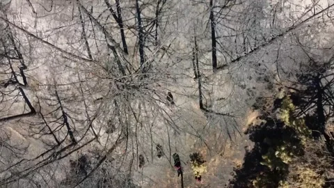 Top down drone view of burnt forest trees and ash after wildfire destruction Stock Footage 345326345