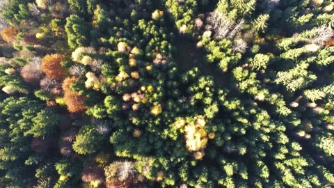 Top down drone view, camera moving forward over deciduous woods Stock Footage 142748340
