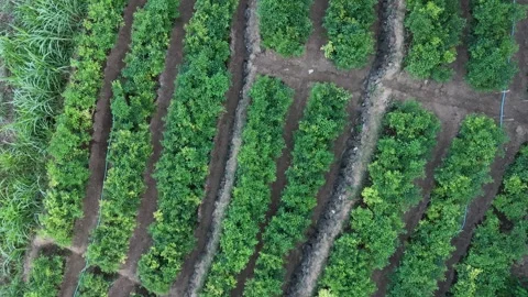Top-down drone view of chili fields in the dry season. Stock Footage 338400213