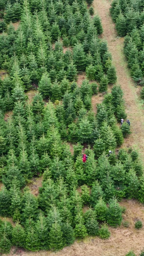 Top-down drone view of a Christmas tree plantation in northern Germany Stock Footage 341234338