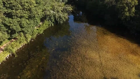 Top Down Drone View Of Clear River Water Surrounded By Green Trees Stock Footage 341796598