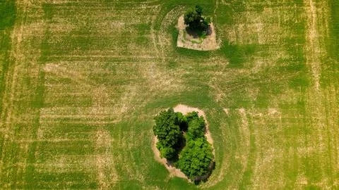Top-down drone view of clusters of trees in open agricultural field Stock Photos