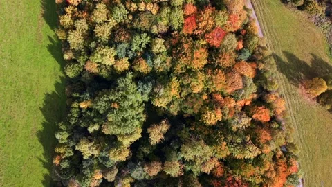 Top Down Drone View of Colorful Autumn Forest and Green Fields Video stock 341860017