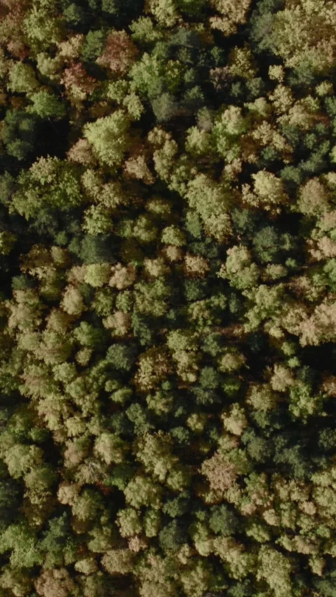 Top down drone view of colorful autumn forest canopy in the Ural Mountains Stock Footage 346558892