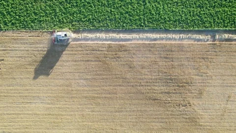 Top down drone view of a combine harvester in a field, Aerial Agriculture Stock-Footage 316883606