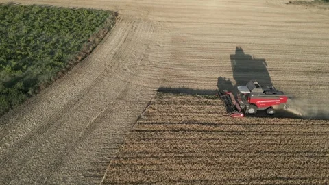 Top down drone view of combine harvester harvesting wheat field Stock Footage 341765046