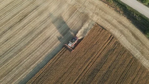Top down drone view of combine harvester cutting ripe wheat field Stock Footage 341767233