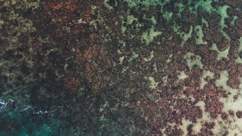 Top Down Drone View of Coral Colonies Beneath Clear Tropical Water. Vídeo Stock 340681624