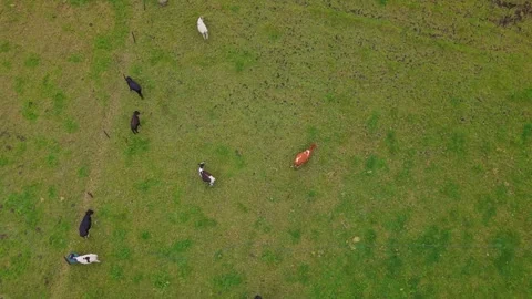 Top-Down Drone View of Cows Grazing in Farmland near Zipaquirá, Colombia Stock Footage 323878313