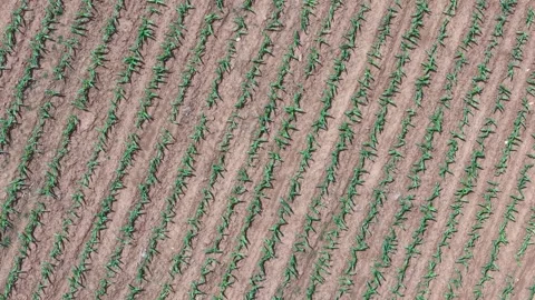 Top down drone view creates an abstract pattern from evenly spaced crop rows in Stock Footage 341994091
