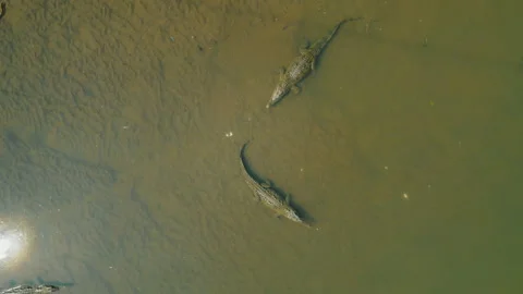 Top down drone view of crocodiles in murky Tarcoles River water sediment in Vídeo Stock 344781457