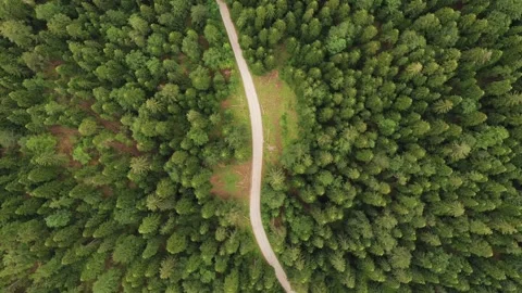 Top Down Drone View of Curved Road Through Dense Green Forest Stockbeeldmateriaal 330953445