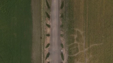 Top Down Drone View of Cypress Road and Fields in Tuscany Stock Footage 335704089