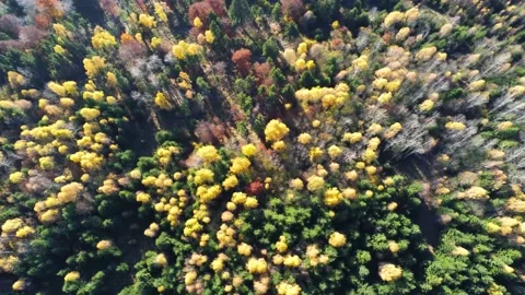 Top down drone view, deciduous woods at late autumn Stock Footage 142748347