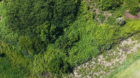 Top-Down Drone View of Dense Forest Canopy and Park Edge on a Bright Spring Day Stock Footage 309762101