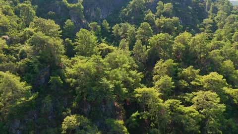 Top Down Drone View of a Dense Green Forest on a Rocky Coast Stock Footage 317202724