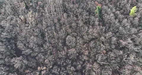 Top-Down Drone View of Dense Pine Forest – 4K Aerial Texture Stockbeeldmateriaal 321055433