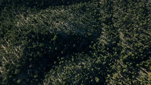 Top-Down Drone View of Dense Pine Forest in Big Bear Stock Footage 321658011