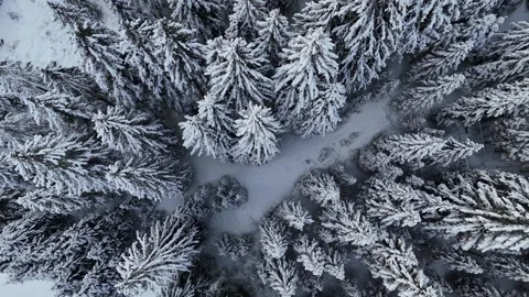 Top-Down Drone View of Dense Snow-Covered Pine Forest in Winter Stock Footage 332064015
