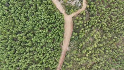 Top down drone view to dirt road covered by pine tree forest. Video stock 289580297