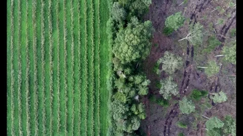 Top-down drone view of farmland and clear-cut forest in Estonia Stock Footage 343305529