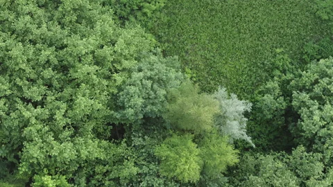 Top down drone view. Forest and meadow border. Green grass and green leaves. Video stock 205862174