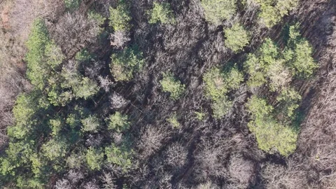 Top-down drone view of forest canopy with mixed trees Stock Footage 323528618