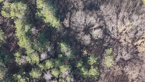 Top-down drone view of forest canopy with mixed trees Stock Footage 323528626