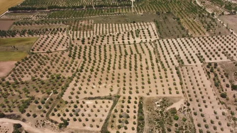 Top down drone view of geometric orchard plantation pattern Stock Footage 336285309