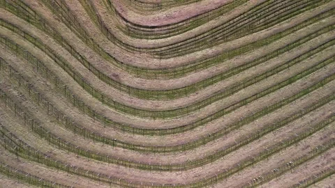 Top-down drone view of grapevines on terraced hills in Jeruzalem, Slovenia on a Stock Footage 334719471