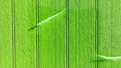 Top-down drone view of green farmland with irrigation sprinkler Stock Footage 315507407