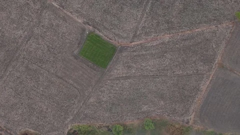 Top Down Drone View of Green Agricultural Plot Surrounded Vídeos de archivo 338226725