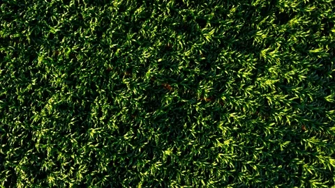 Top down drone view of green corn plantation texture. Dense maize rows with Stock Footage 338389172