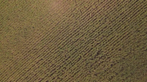 Top-Down Drone View of Harvested Rice Field Showing Agricultural Planting Stock Footage 338038130