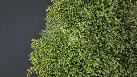 Top-down drone view of invasive water hyacinth in Asia river. Stock Footage 338795434