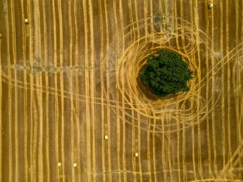 Top-down drone view of lone green tree in golden harvested field Stock Photos