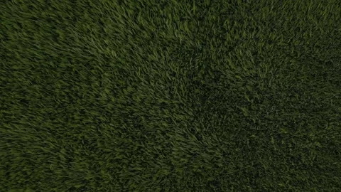 Top-Down Drone View of Lush Green Wheat Field in Spring Stock Footage 307512204