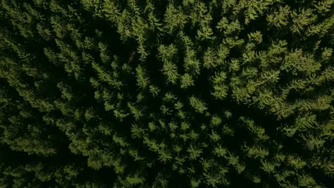 Top-Down Drone View of Lush Green Forest Stock Footage 320904729